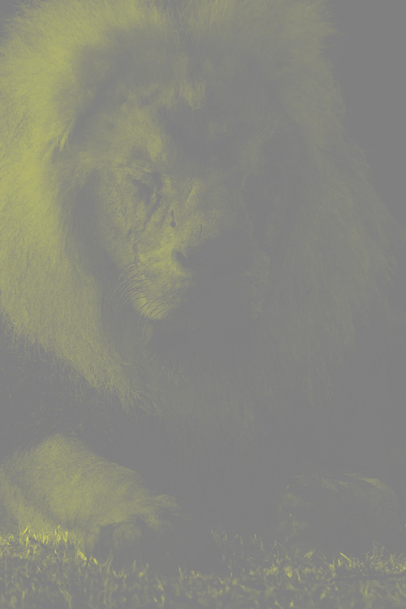NBP Actions: Saturation Visualizers