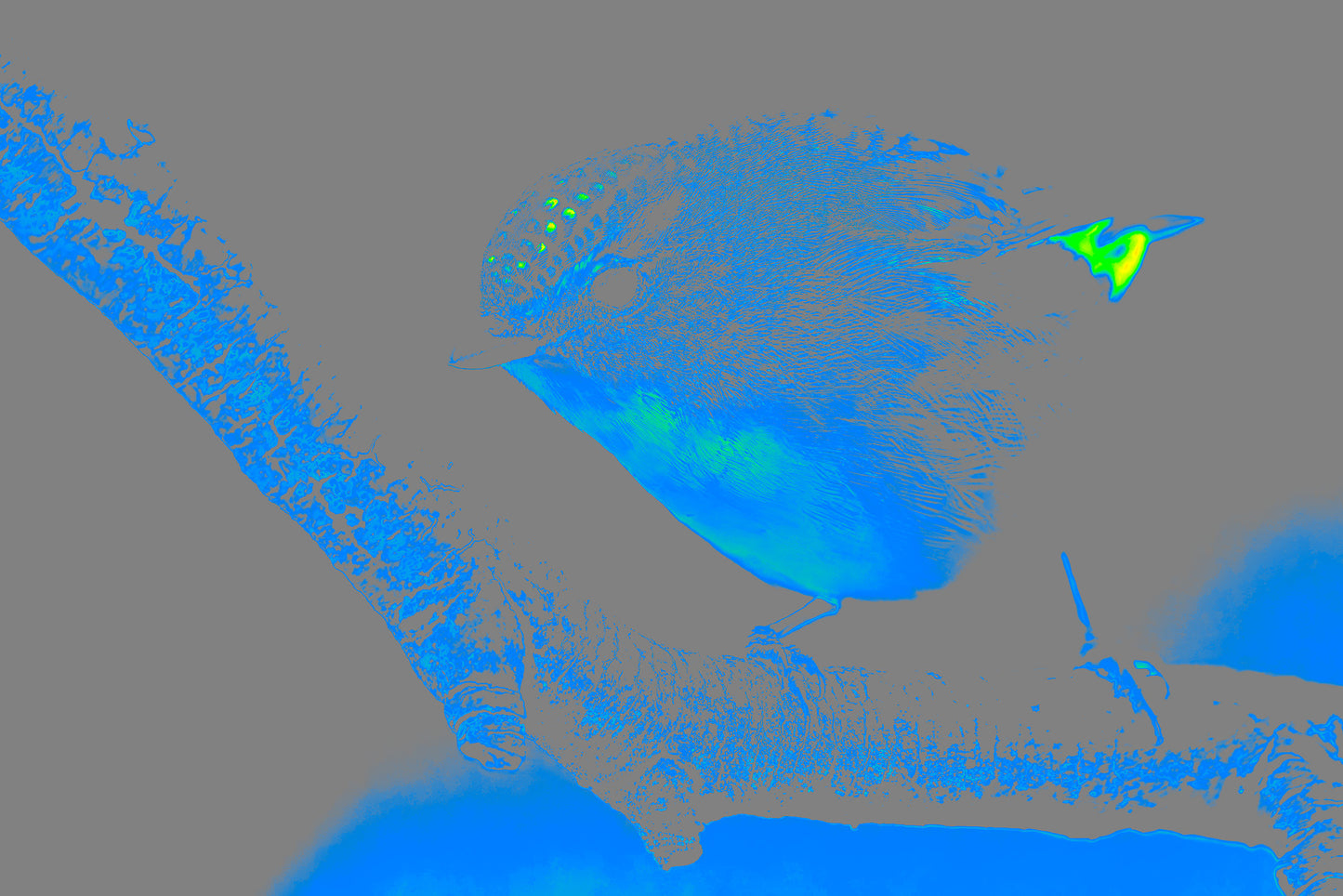 NBP Actions: Saturation Visualizers