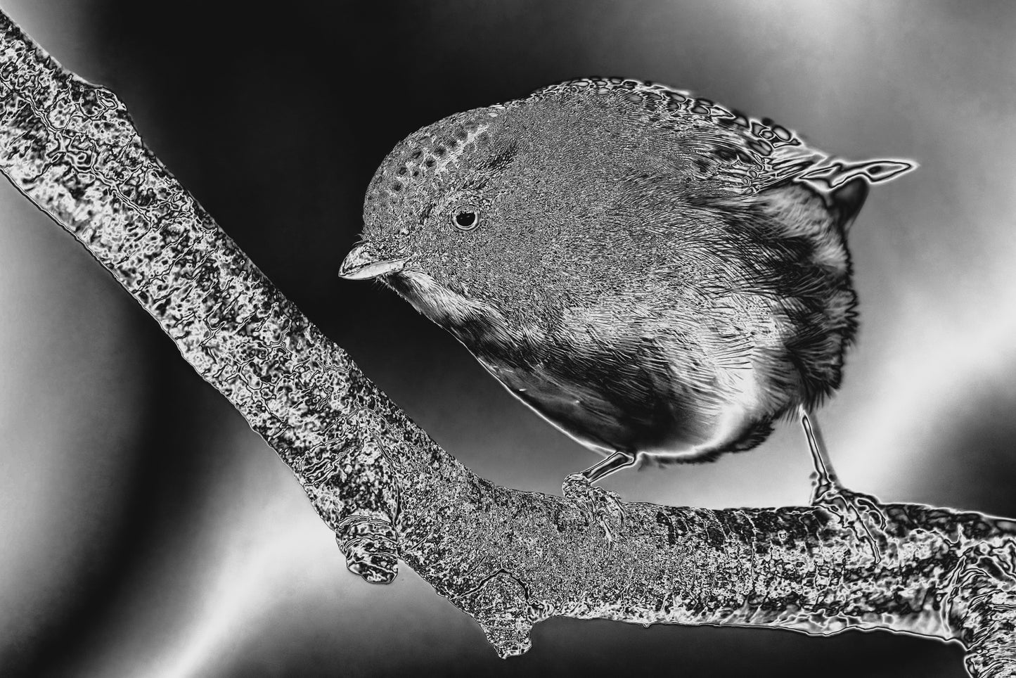 NBP Actions: Saturation Visualizers