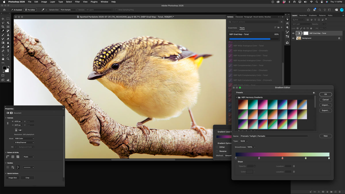 NBP Actions: Color Harmony Pro for Photoshop